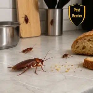 Karaluchy w kuchni – prusaki przy jedzeniu i naczyniach